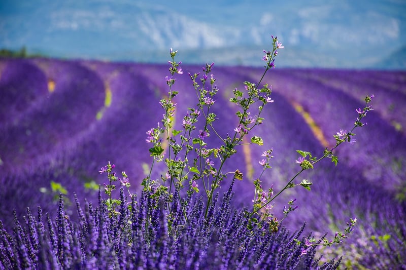 Provence Lavender Field