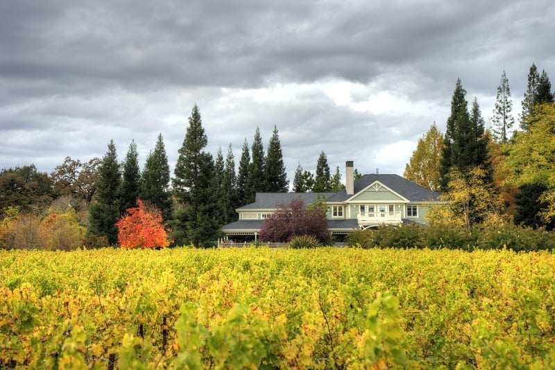 Napa Valley Vineyard